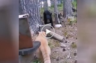 Грозный кот загнал медведя на дерево