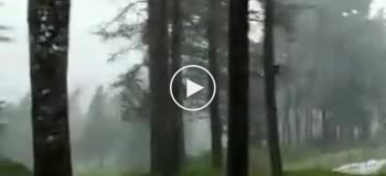 Ураган валит деревья в лесу