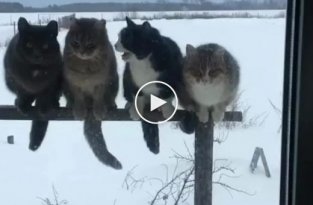 Замерзшие котики возвращаются домой