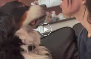 Забавная реакция пса на поцелуи хозяев