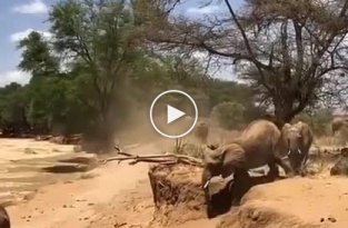 Как слоны преодолевают препятствия, если не умеют прыгать