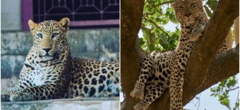 В индийском городе Бера мирно сосуществуют леопарды и люди (5 фото + 2 видео)