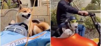 Бизнесмен из Китая возвёл особняк для своих собак (5 фото)