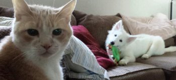 15 случаев, когда хозяева мечтали о том, что их кошки и собаки станут друзьями, но что-то пошло не так (16 фото)