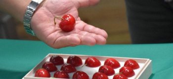 В Японии продали черешню нового сорта Aomori Heartbeat - 15 ягод обошлись в 4,4 тысячи долларов (5 фото)
