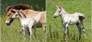 Надежда на спасение: в Англии родился жеребёнок лошади Пржевальского (5 фото)