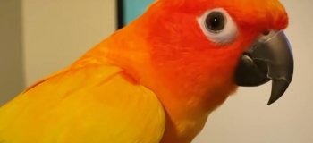 Попугай, который 6 лет «тиранит» хозяйку, принимая за нее решения (4 фото + 1 видео)