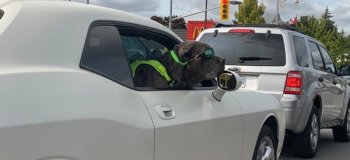 Лучшие пассажиры в машине - это собаки (16 фото)