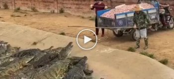 Видео с крокодилами, от которого станет не по себе