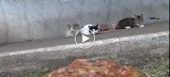 Доставка кошачьей еды