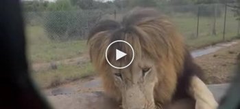 Необычное сафари. В африканском заповеднике львов кормят на клетке, в которой сидят люди