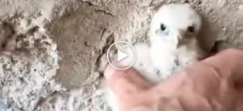 Cпасение птенца пустельги, выпавшего из гнезда