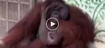 Орангутан решил устроить себе перекур