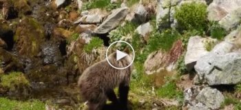 В национальном парке в Татрах медведь напал на туриста