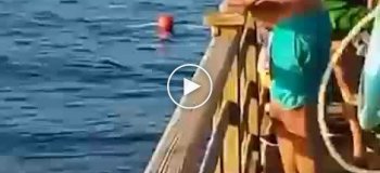 Египет закрывает пляжи из-за активности акул