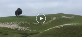 Пять пастушьих собак показали, как надо справляться со стадом овец