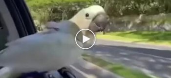 Скорость и попугай