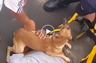 Собака пытается помочь хозяину, которого обследует скорая