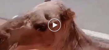 Мужчина спас верблюда от обезвоживания