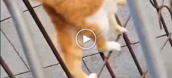 Мужчина снял необычную прогулку кота
