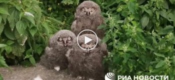Птенцы полярных сов не очень довольны, что появились на свет в Московском зоопарке