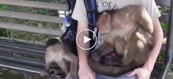 Турист пожалел, что подпустил к себе обезьяну