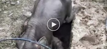 В Таиланде у мамы слонихи остановилось сердце, люди приложили максимальные усилия, чтобы она жила
