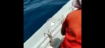 Иранские контрабандисты выбрасывают живых коз за борт