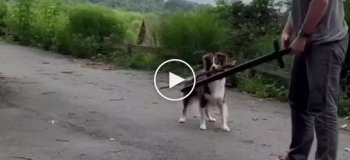 Сражение с собакой