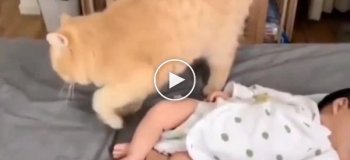 Реакция кота на ребенка