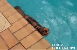 Плавающий кот, любит воду