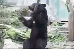 Кунг-фу от медведя
