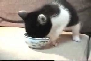 Забавный и голодный котик