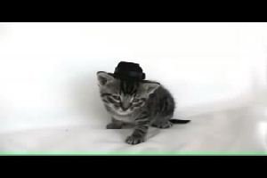Забавный котик в шляпке
