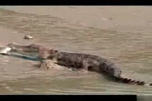 Глупый крокодил, думал покушает :)