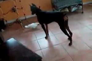 Собака против Какаду