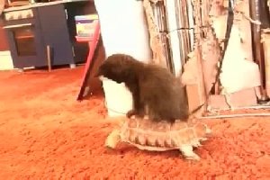 Котенок катается на черепашке