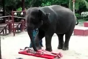 Массаж с помощью слона