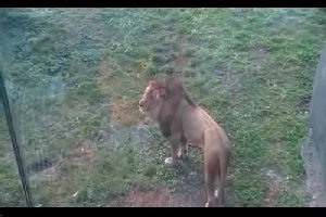 Лев напугал посетителей зоопарка