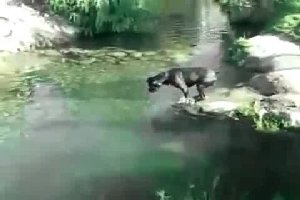 Собака очень долго готовится к прыжку
