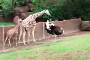 Страус издевается над Жирафом