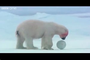 Медвежата играют в мячик