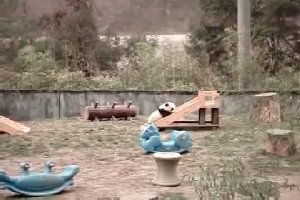 Маленькая панда и горка