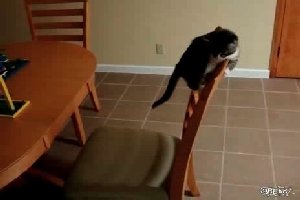 Неудачный прыжок котенка