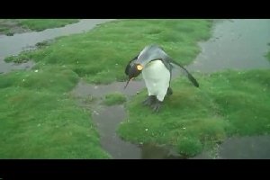 Пингвины думают