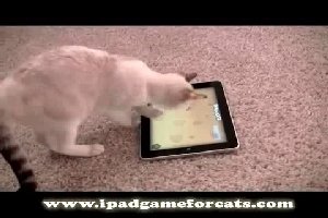 Игра на айпаде для котов