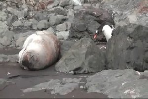 Пингвин не заметил тюленя