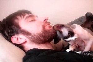 Котик любит бородку хозяина