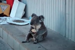 Грустная коала кушает яблоко