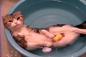 Кот принимает водные процедуры
